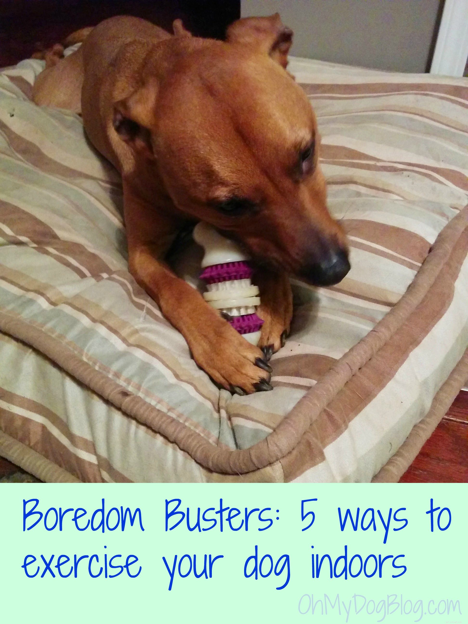 Keep Your Dog Active Indoors: 5 Proven Exercise Ideas