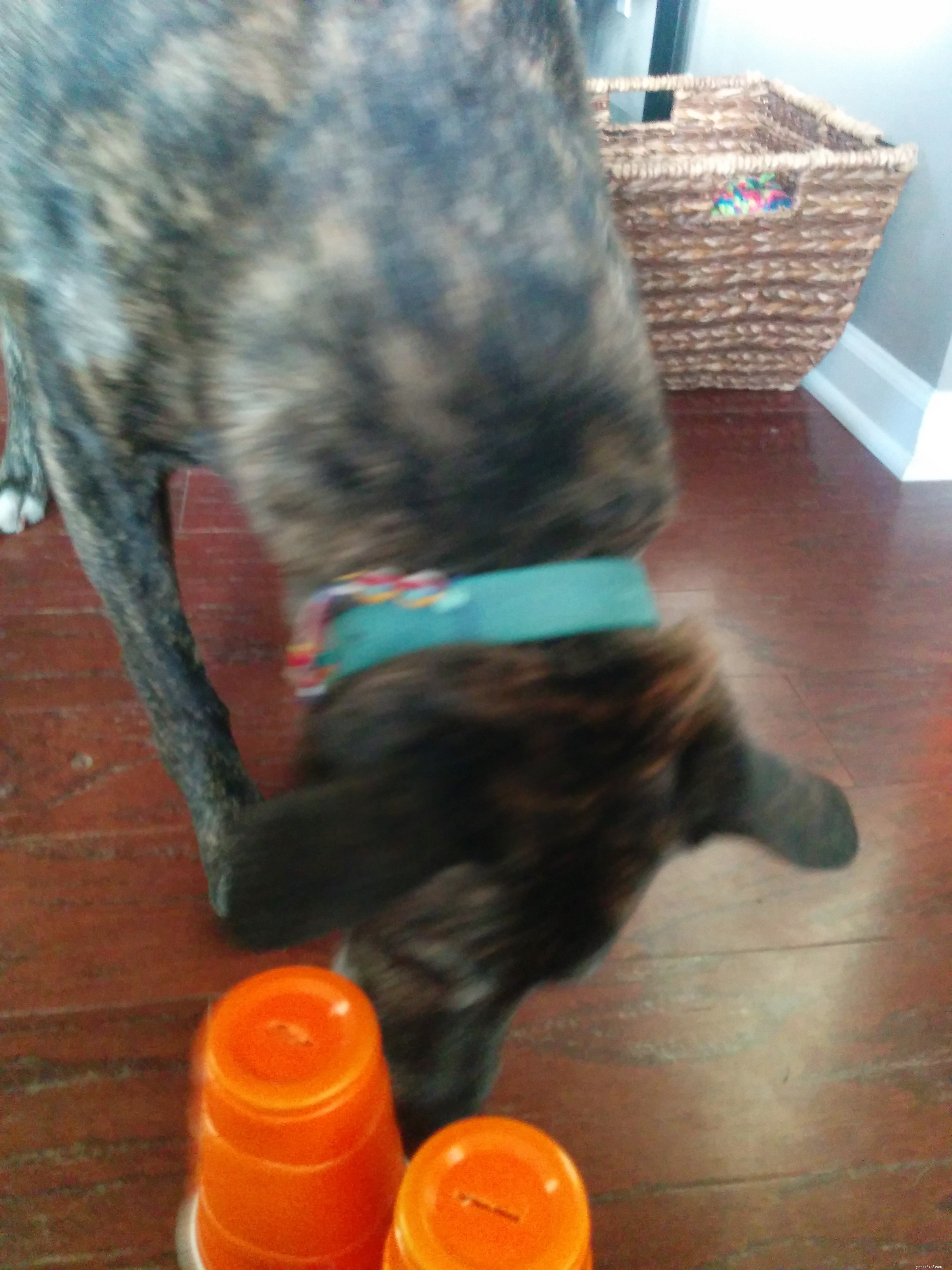 Keep Your Dog Active Indoors: 5 Proven Exercise Ideas