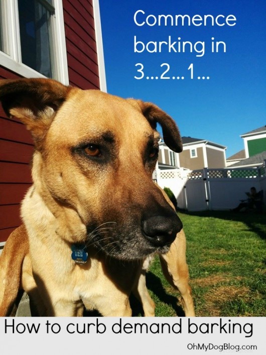 Demand Barking Explained: Causes, Signs, and Proven Strategies to Stop It