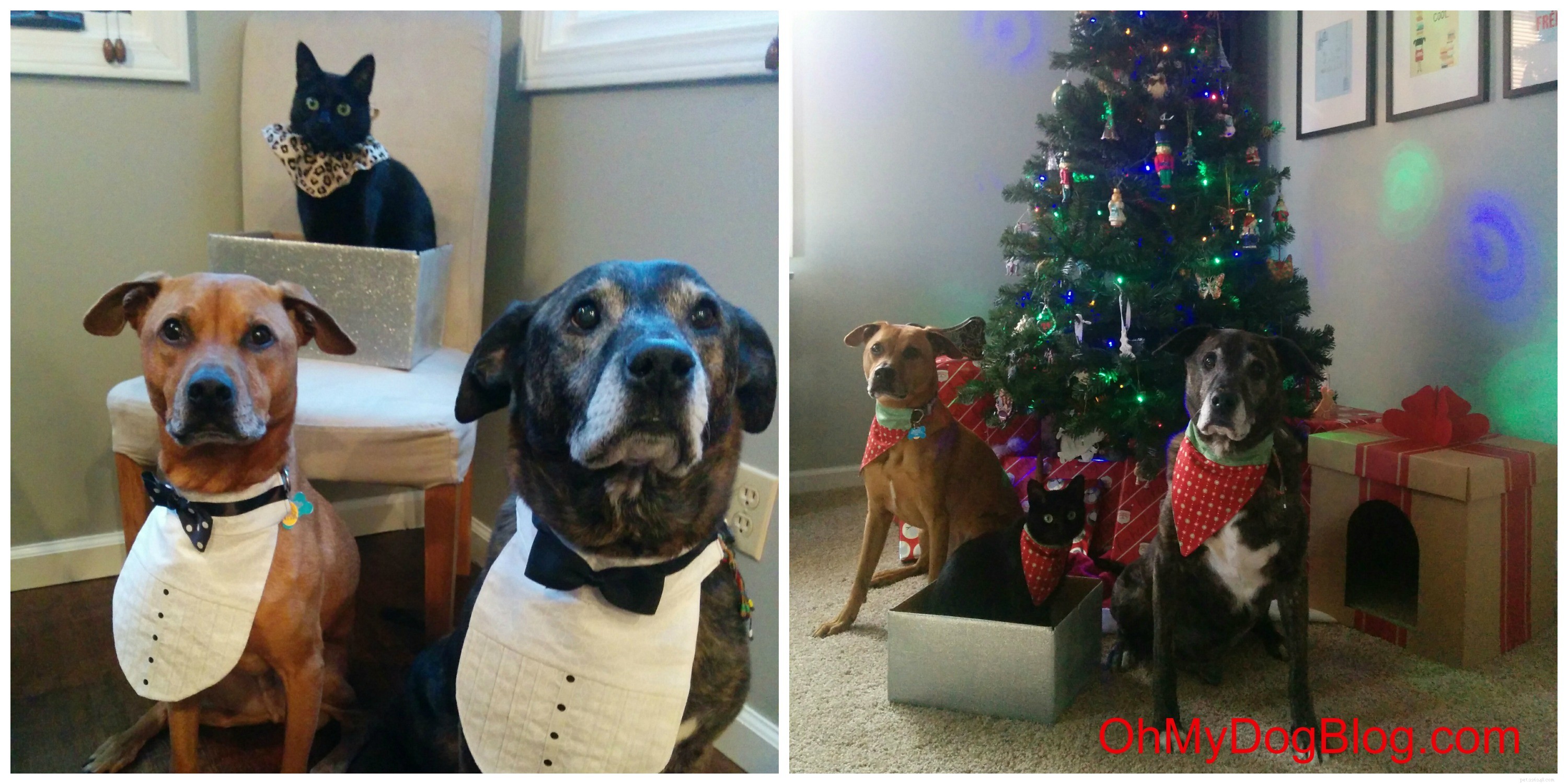 How to Train Your Dog to Pose for Photos This National Train Your Dog Month