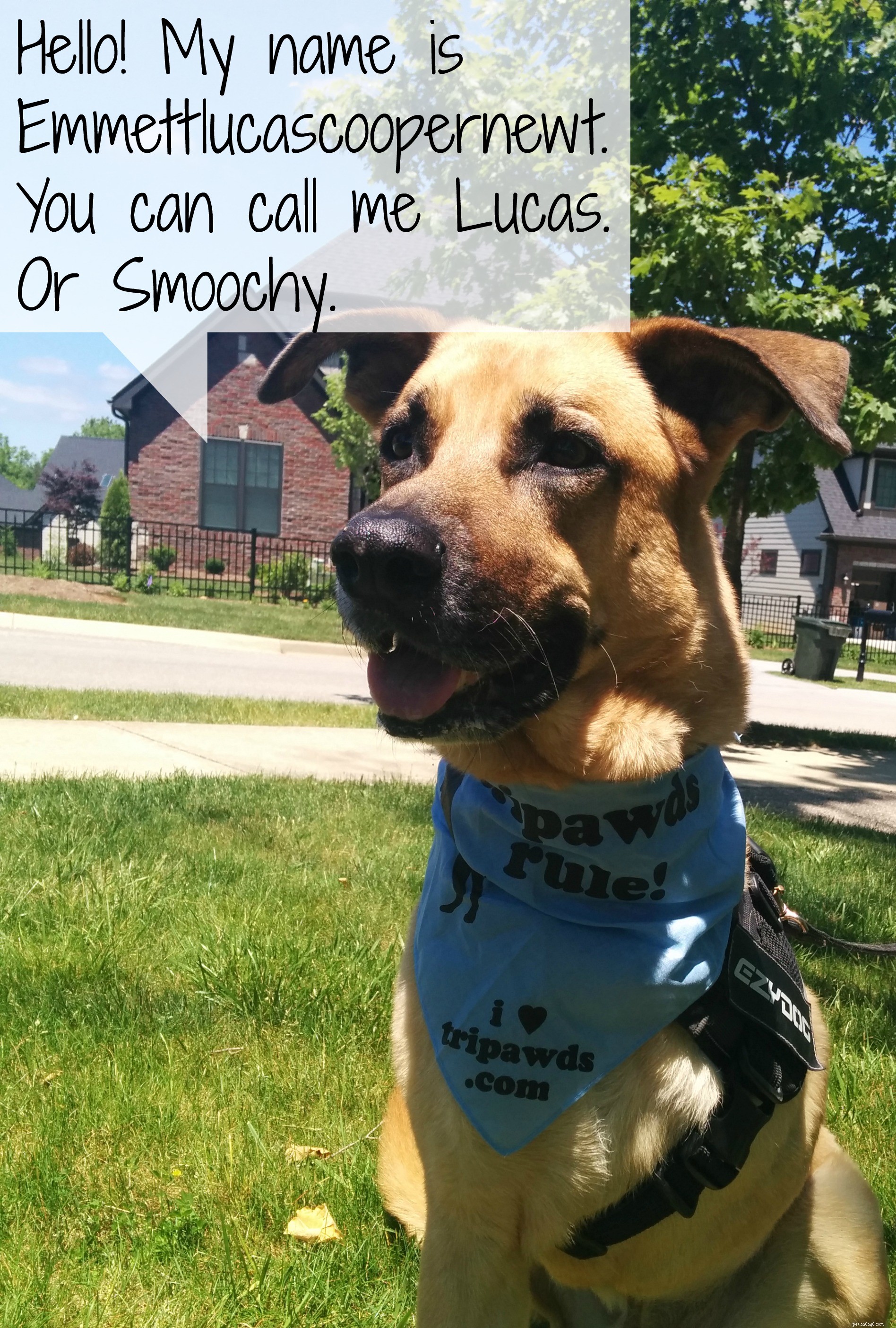 Mastering Positive Training for Multiple Pets: The Power of Naming