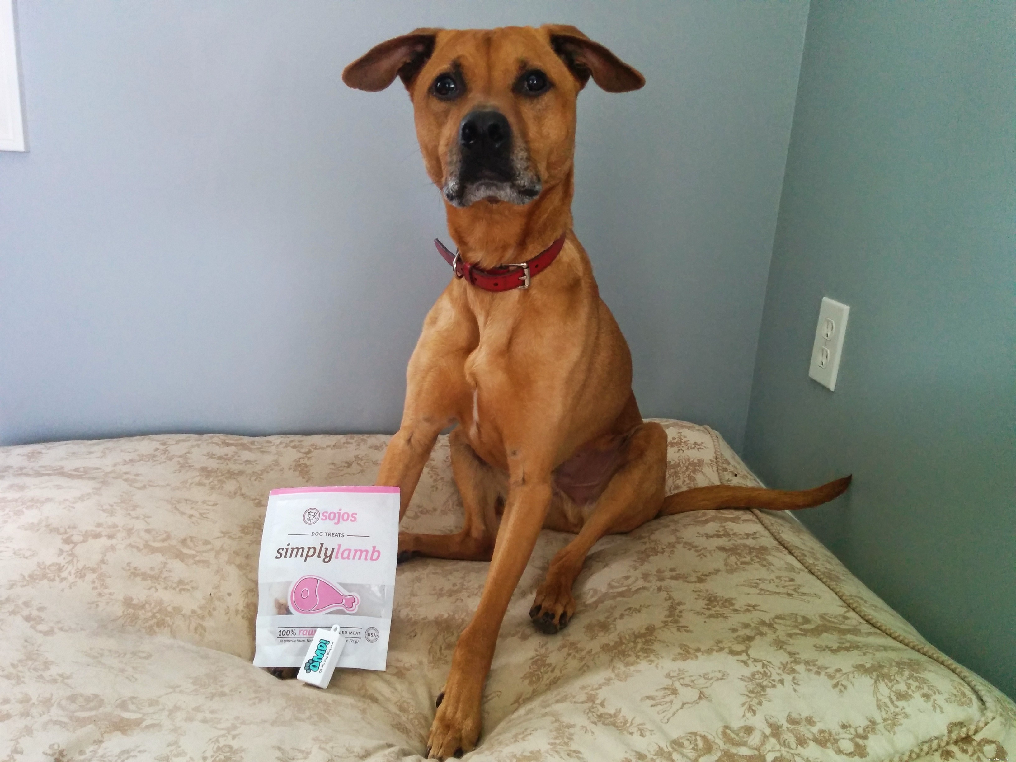Top 3 Essentials for Effective Positive Reinforcement Training