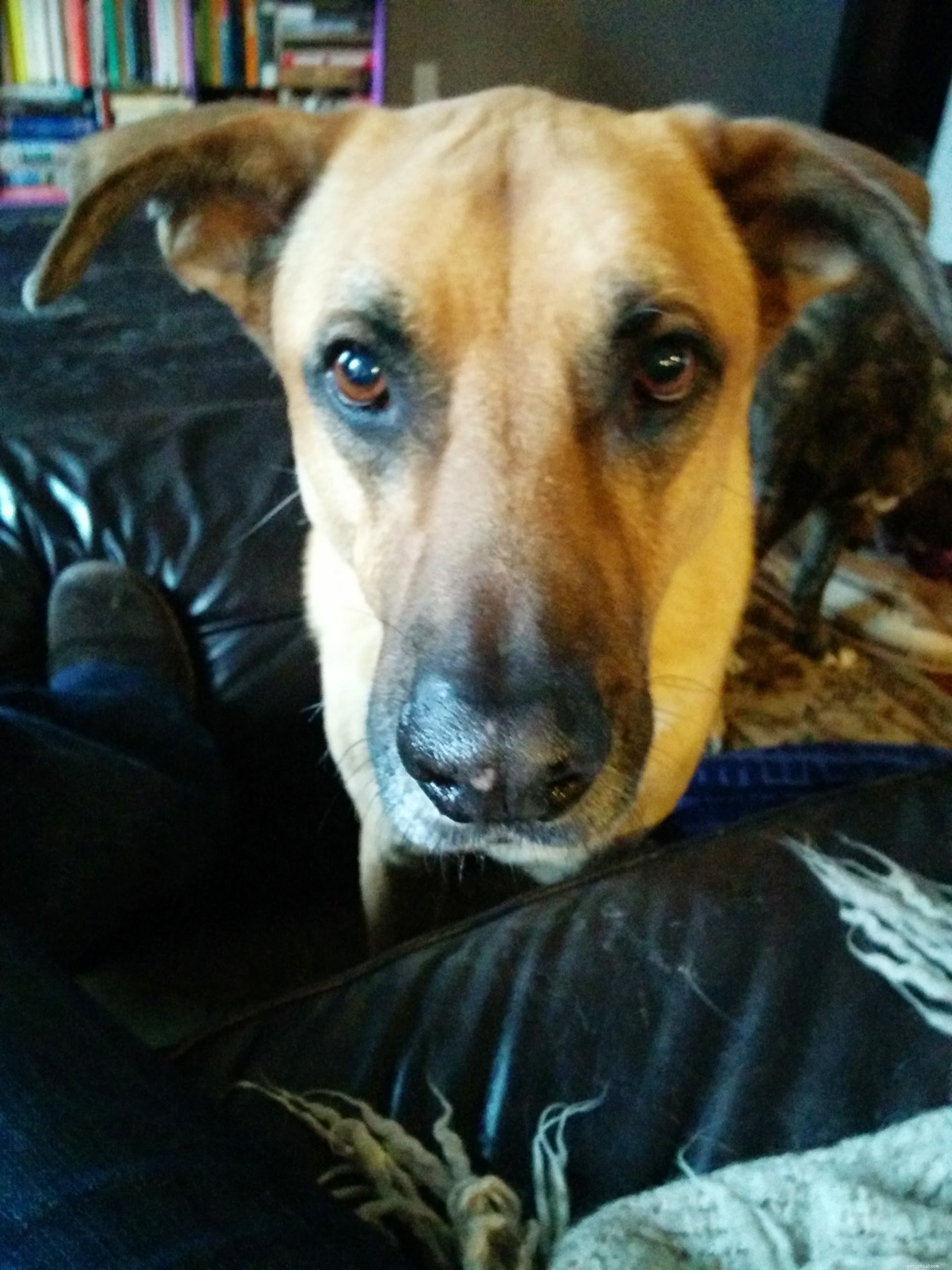 How to Responsibly Care for a Reactive Dog