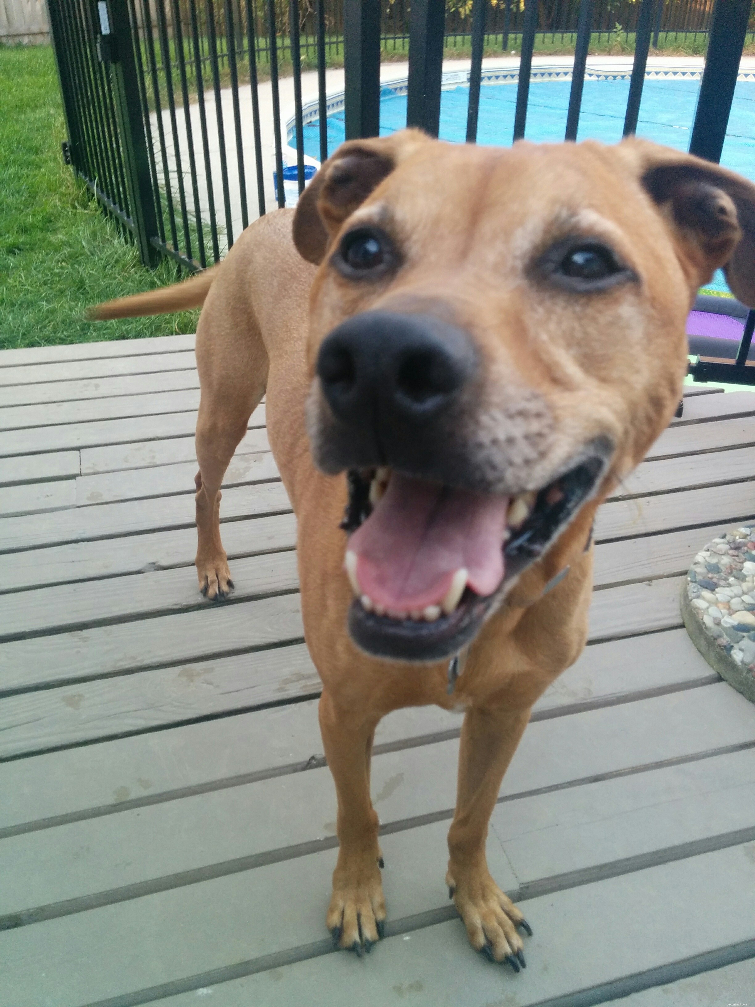 The Power of Positive Dog Training: Cultivating Kindness and Respect