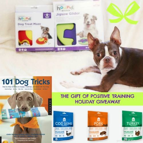 The Power of Positive Dog Training: Cultivating Kindness and Respect
