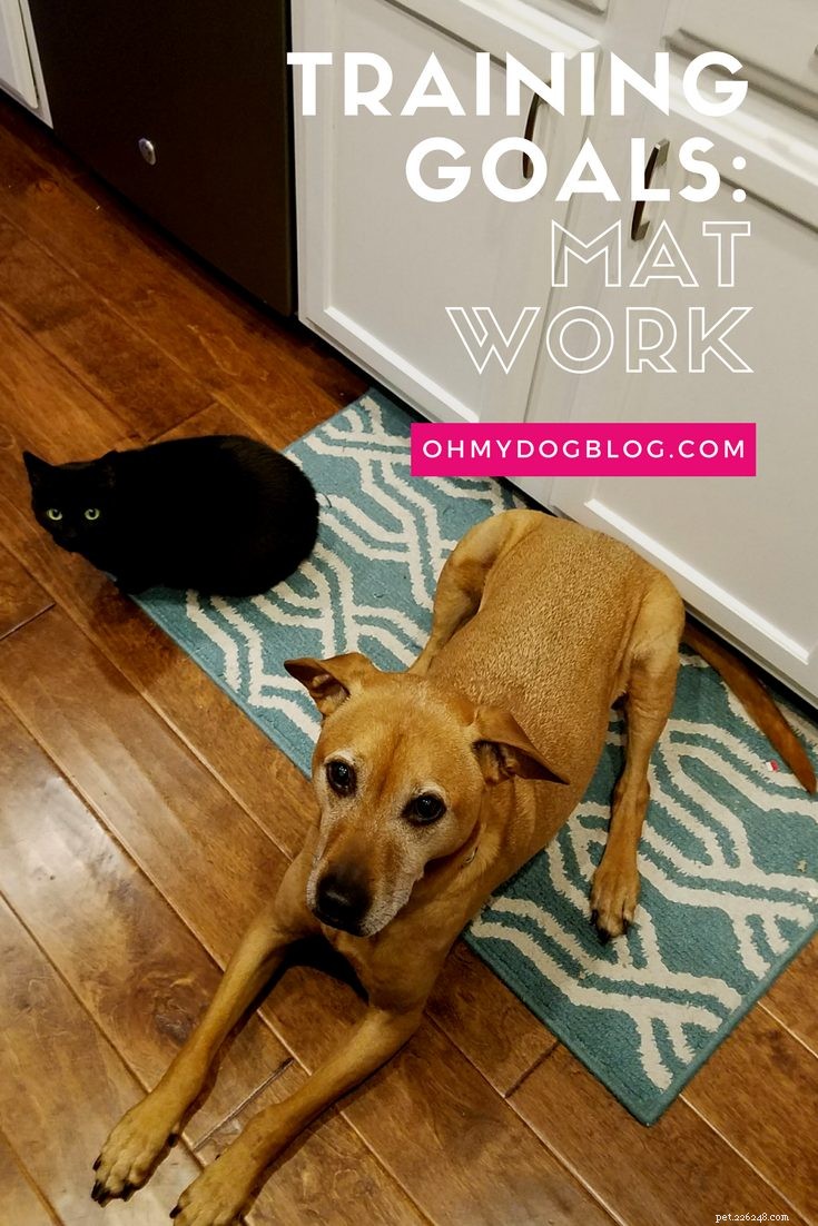 Realistic Dog Training Goals: Proven Mat Work Strategies