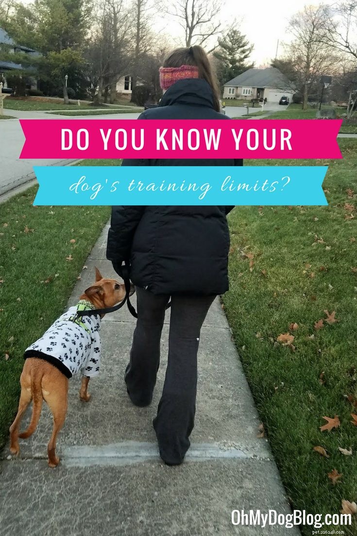 The Surprising Reason Dogs Skip the Park on Sunny Days