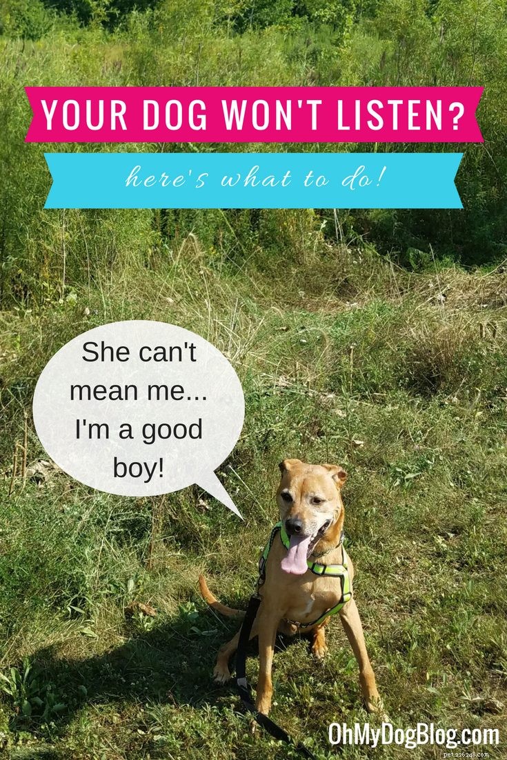 Effective Strategies for a Dog That Won’t Obey