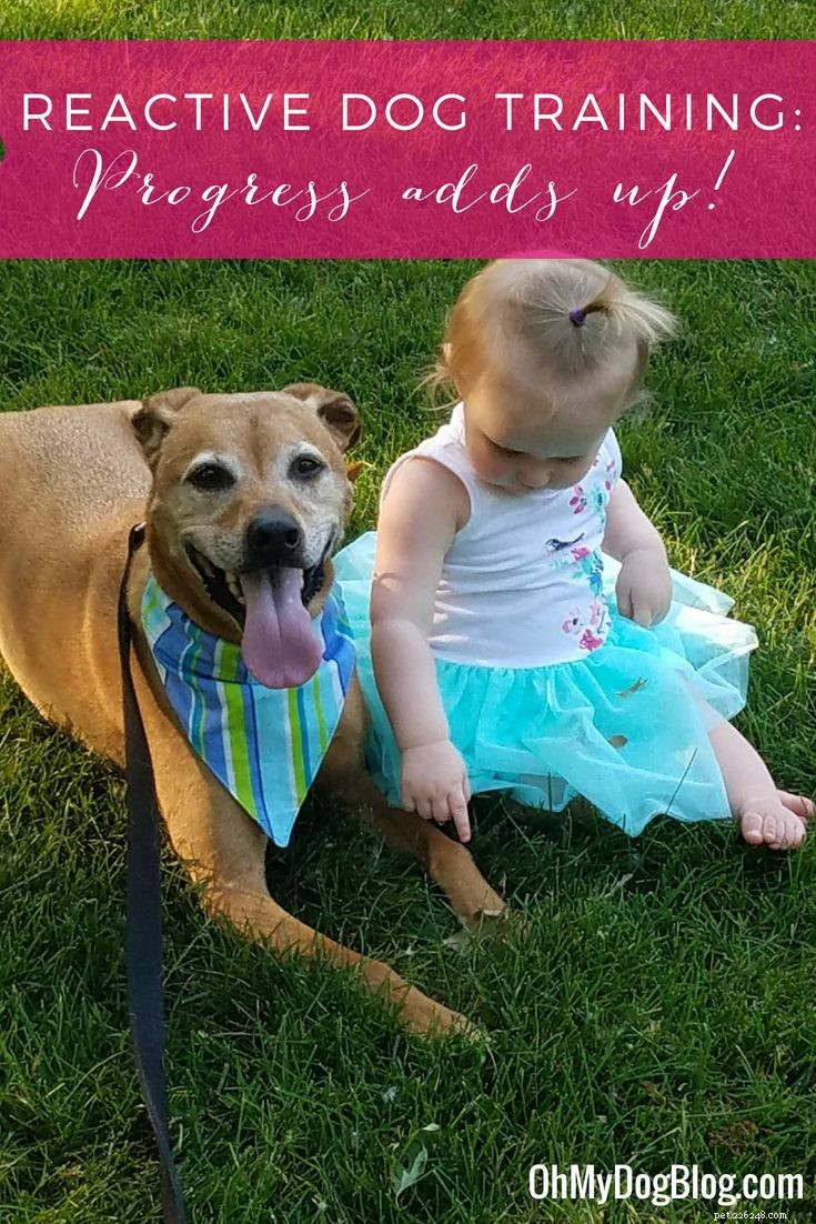 Progress in Reactive Dog Training: Cooper’s Remarkable Transformation