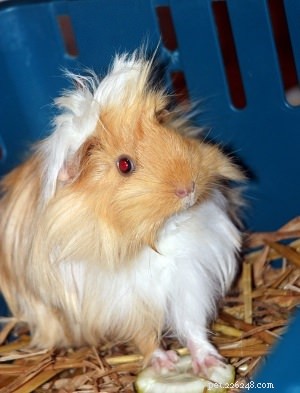 Step-by-Step Guide to Keeping Your Guinea Pig’s Cage Spotlessly Clean