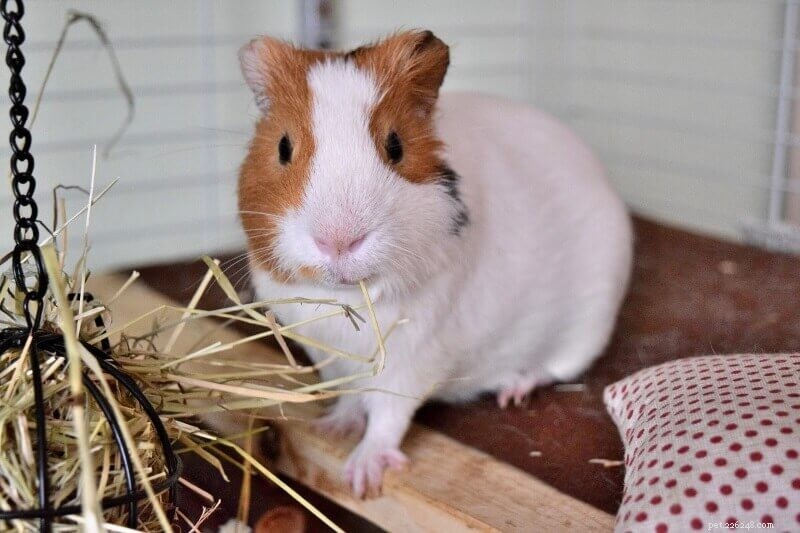 Effortless Guinea Pig Potty Training: A 10-Step Guide to a Cleaner Cage