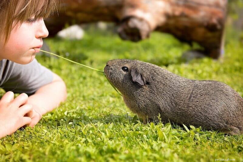 Step‑by‑Step Guide to Training Your Guinea Pig: Expert Tips & Techniques