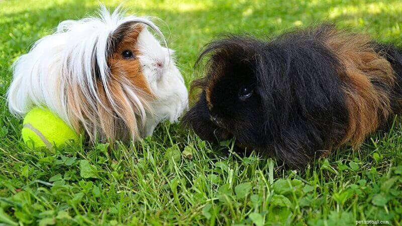 Step‑by‑Step Guide to Training Your Guinea Pig: Expert Tips & Techniques