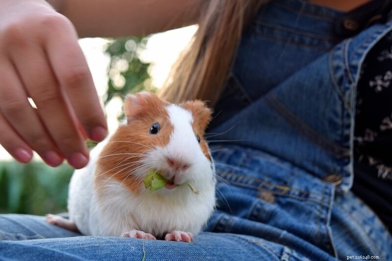 Step‑by‑Step Guide to Training Your Guinea Pig: Expert Tips & Techniques