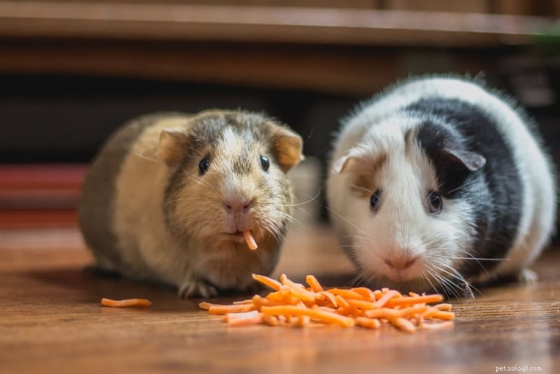 Top 5 Premium Guinea Pig Pellet Brands: Choose the Best Food for Your Pet