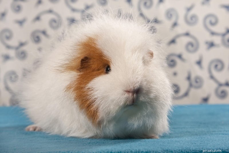 Top 9 Guinea Pig Bedding Choices for Superior Odor Control & Ultimate Comfort