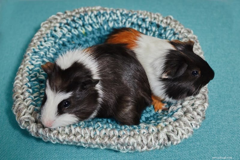 10 Fun Games & Activities to Keep Your Guinea Pigs Happy & Engaged