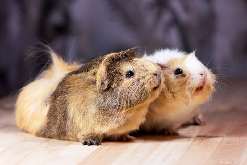 10 Fun Games & Activities to Keep Your Guinea Pigs Happy & Engaged