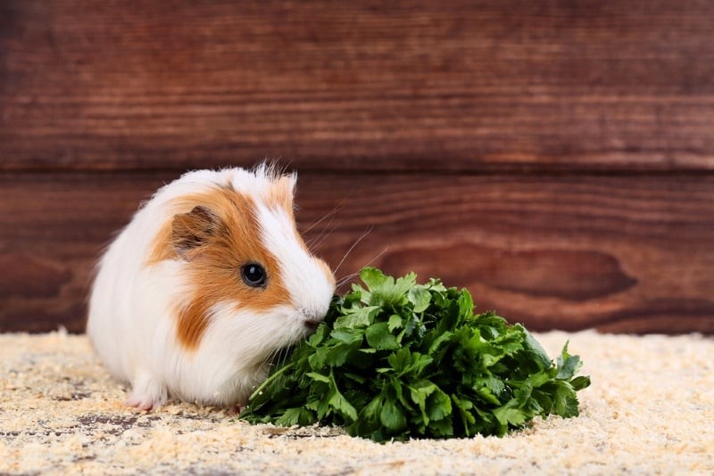 Top Natural and Healthy Guinea Pig Treats – Avoid These Common Pitfalls