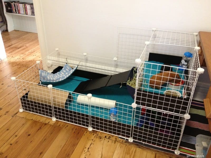 Choosing the Perfect Guinea Pig Cage: Types, Size, and Care Essentials
