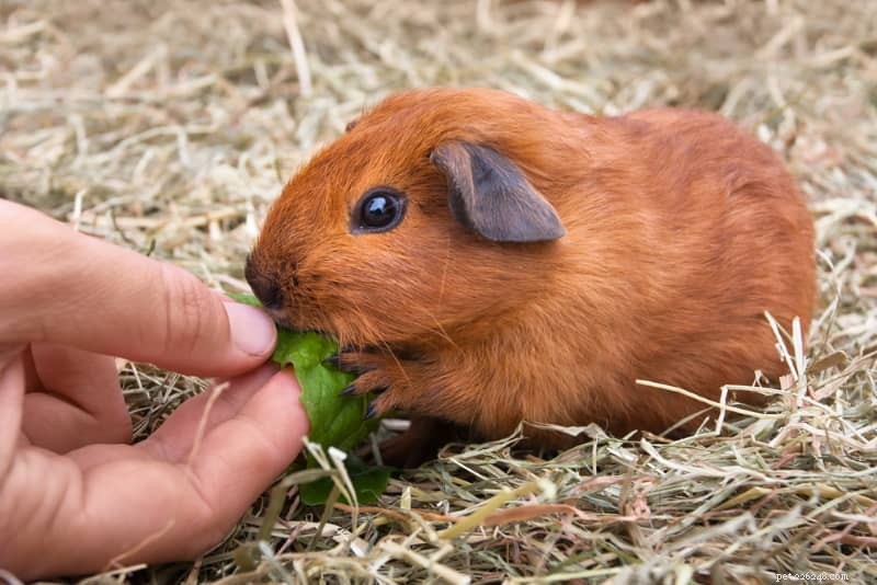 Top Natural and Healthy Guinea Pig Treats – Avoid These Common Pitfalls
