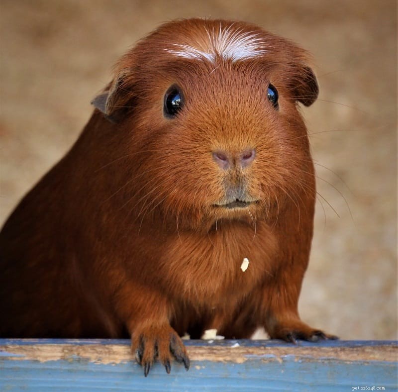 Expert Guide to Safe Guinea Pig Nail Care: Trimming & Cutting Tips