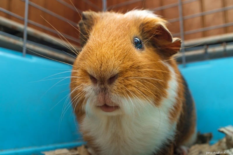 Choosing the Perfect Guinea Pig Cage: Types, Size, and Care Essentials
