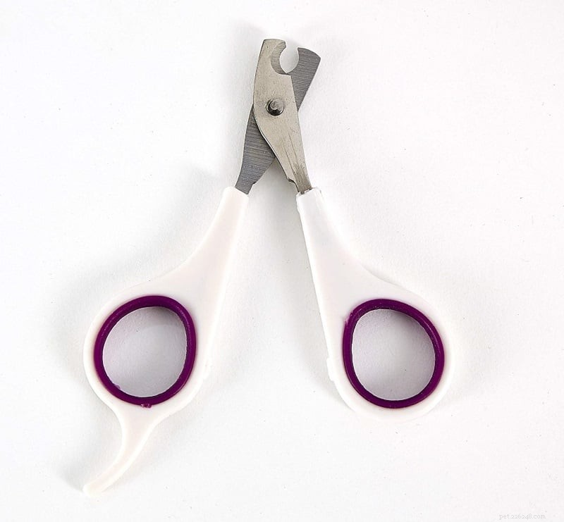 Expert Guide to Safe Guinea Pig Nail Care: Trimming & Cutting Tips