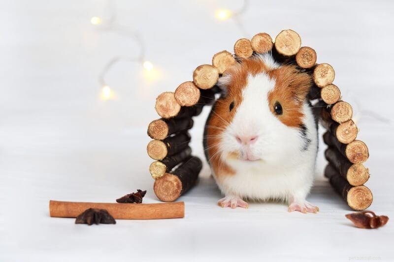 Top 10 Must-Have Toys for Guinea Pigs – Keep Your Pets Engaged and Happy