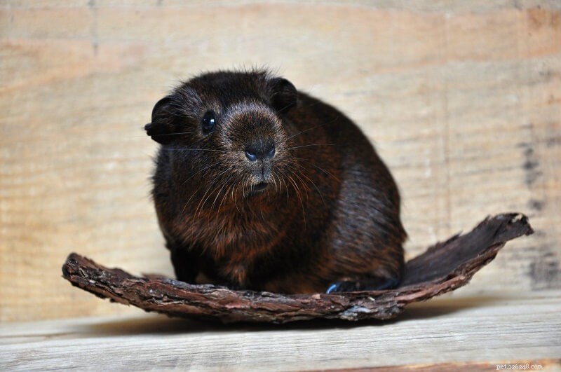Top 10 Must-Have Toys for Guinea Pigs – Keep Your Pets Engaged and Happy
