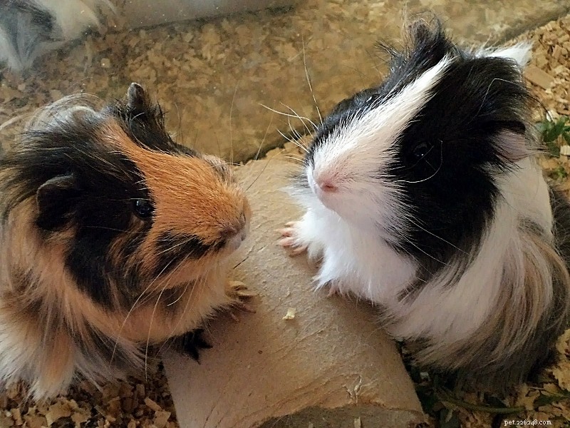 Top 10 Must-Have Toys for Guinea Pigs – Keep Your Pets Engaged and Happy