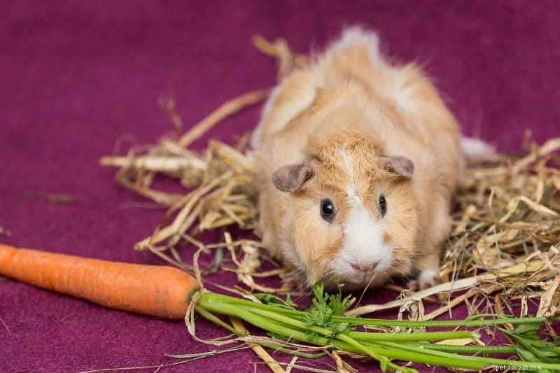 Ultimate Guinea Pig Care Guide: Expert Tips for Healthy, Happy Pets