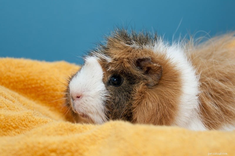 Ultimate Guinea Pig Care Guide: Expert Tips for Healthy, Happy Pets