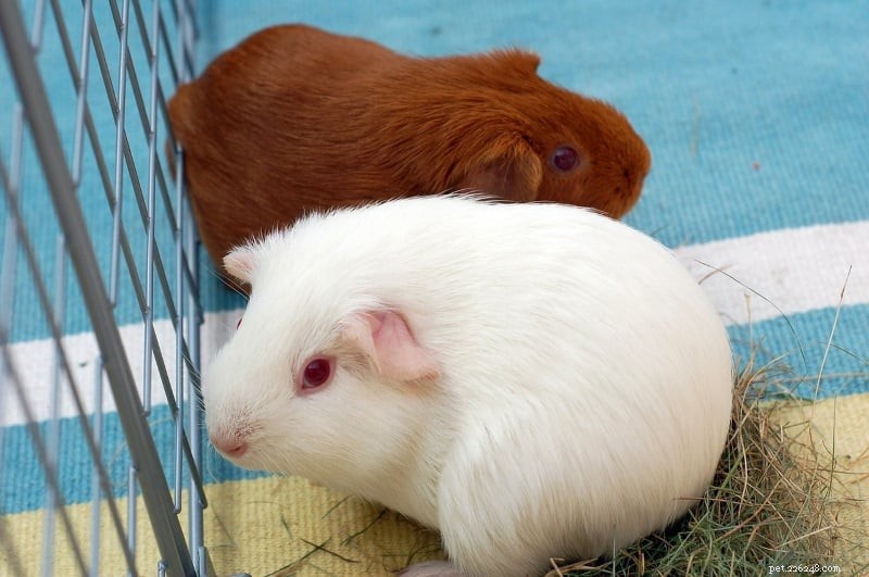 Ultimate Guinea Pig Care Guide: Expert Tips for Healthy, Happy Pets