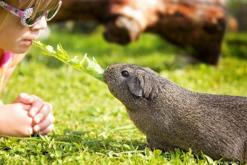 Guinea Pig Nutrition 101: A Practical Feeding Guide for a Healthy, Happy Pet