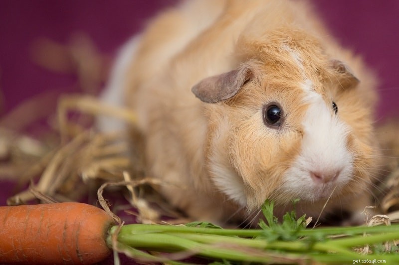 Guinea Pig Nutrition 101: A Practical Feeding Guide for a Healthy, Happy Pet