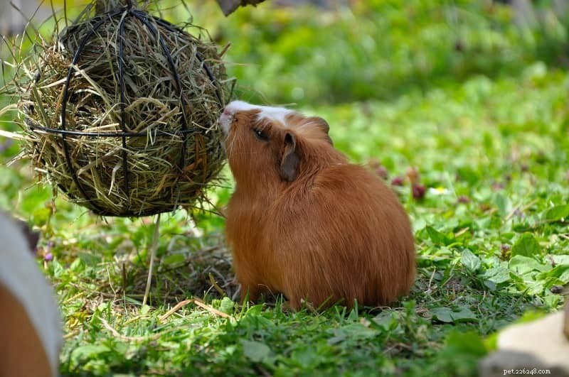 Guinea Pig Nutrition 101: A Practical Feeding Guide for a Healthy, Happy Pet