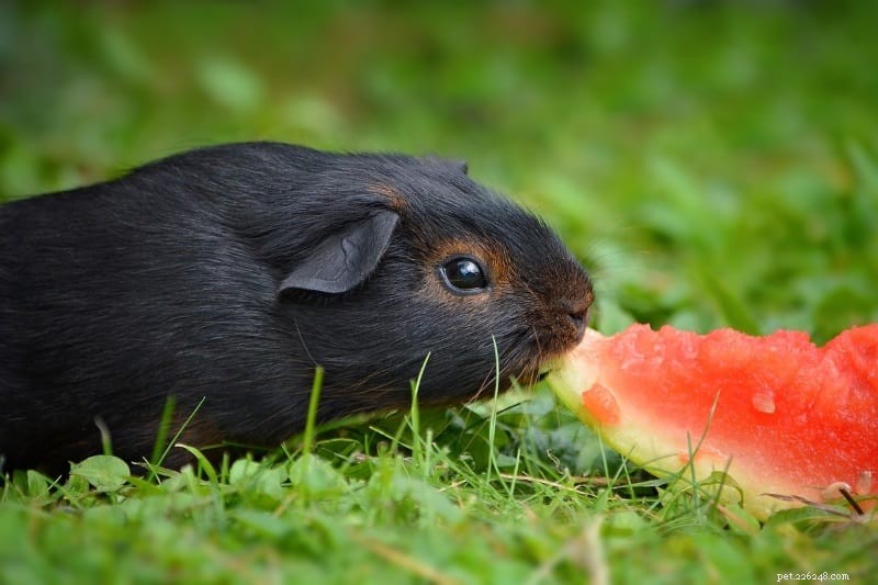 11 Proven Ways to Keep Your Guinea Pigs Happy and Healthy