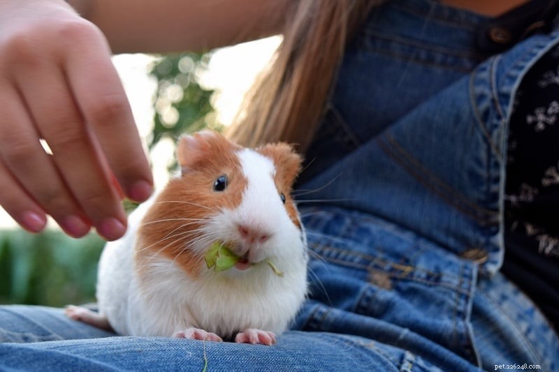11 Proven Ways to Keep Your Guinea Pigs Happy and Healthy