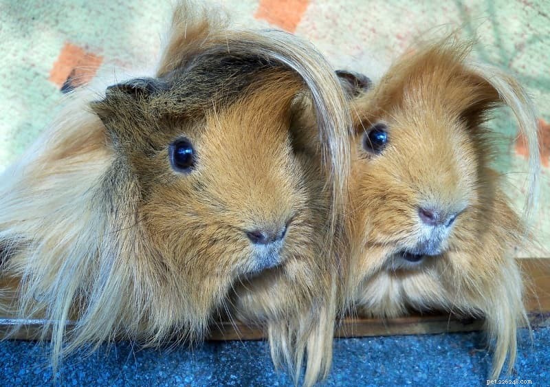 11 Proven Ways to Keep Your Guinea Pigs Happy and Healthy