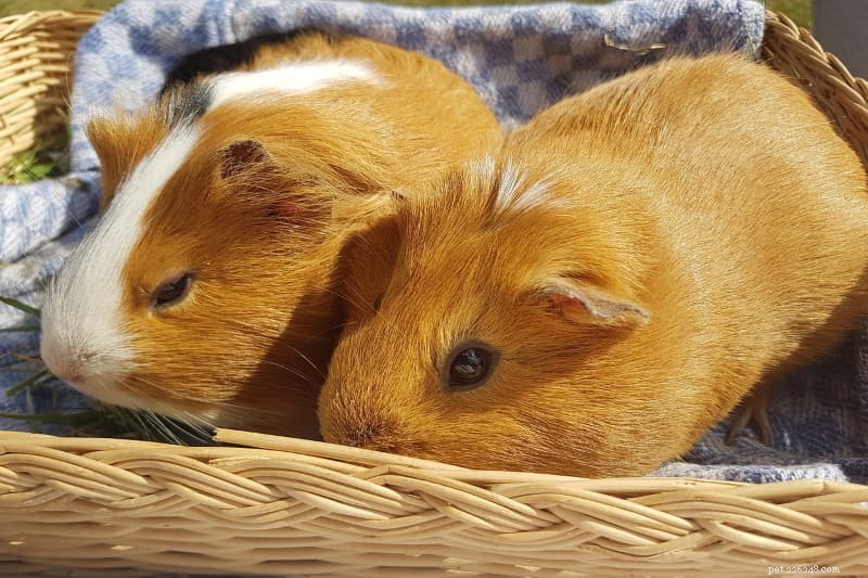 Guinea Pigs as Pets: Benefits, Drawbacks, and Owner Insights