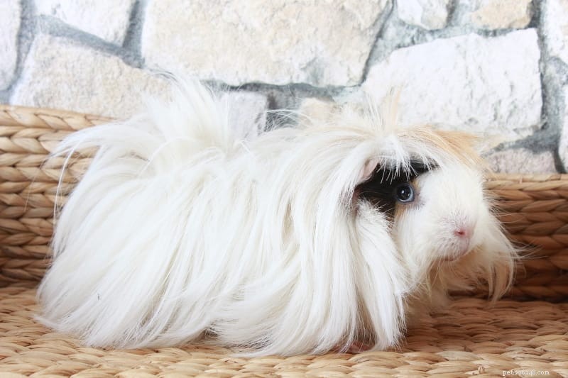 Guinea Pigs as Pets: Benefits, Drawbacks, and Owner Insights