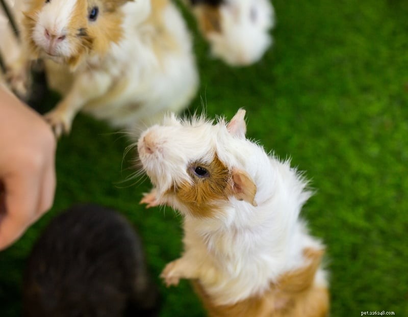 Build a Strong Bond with Your Guinea Pig: 6 Expert Tips for Trust and Affection