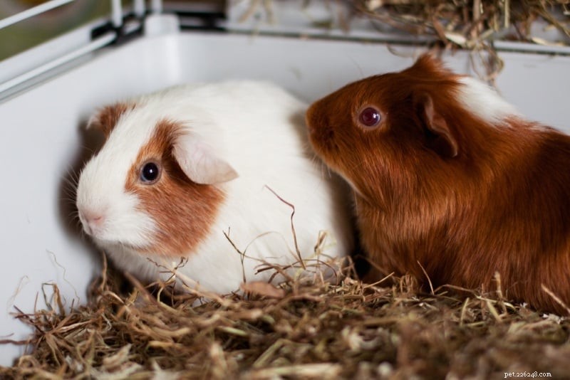 Build a Strong Bond with Your Guinea Pig: 6 Expert Tips for Trust and Affection