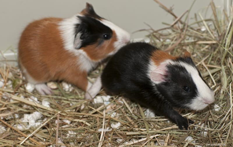 Guinea Pig Lifespan: How Long Cavies Live & Proven Ways to Extend Their Life