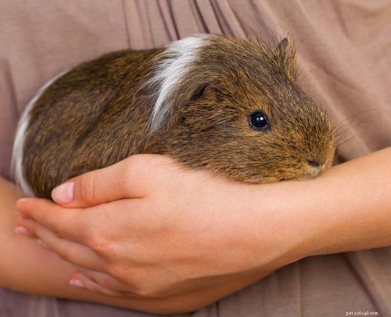 Do Guinea Pigs Thrive Alone? Expert Insights on Solo vs. Group Living