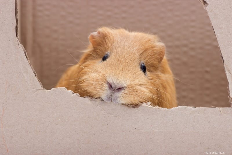 Safe & Healthy Chew Options for Guinea Pigs: Keep Their Teeth in Top Shape