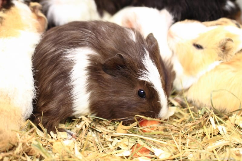 Guinea Pig Lifespan: How Long Cavies Live & Proven Ways to Extend Their Life