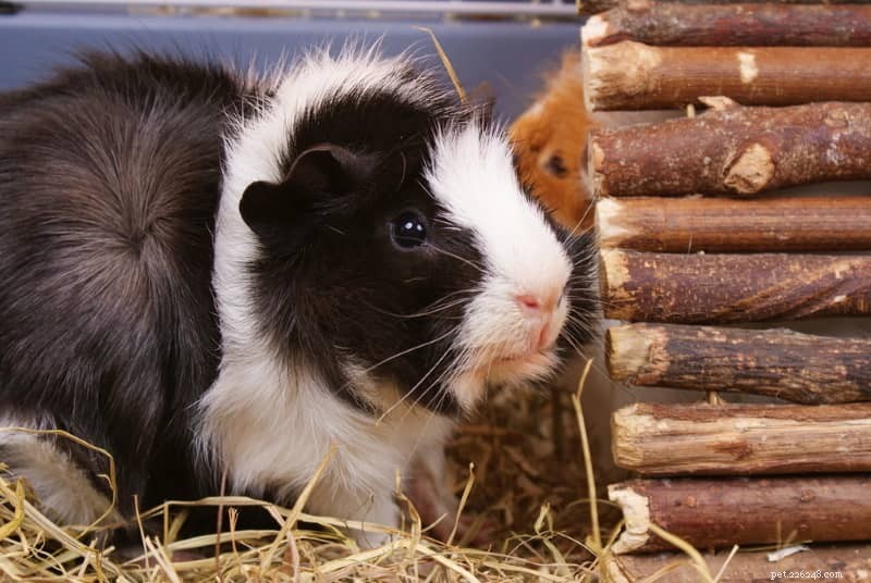 Safe & Healthy Chew Options for Guinea Pigs: Keep Their Teeth in Top Shape