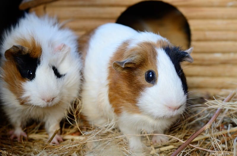 Understanding Guinea Pig Biting: Causes, Prevention, and Solutions